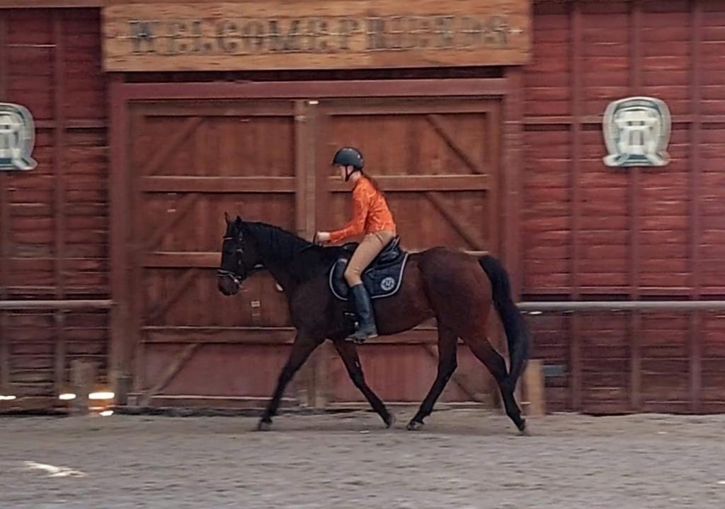 Halve Stal Regio Deinze Aangeboden - Leuke Volbloed, Hongre