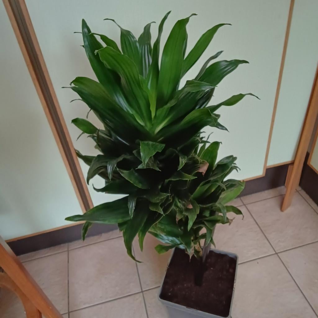 Kleine Yuccasoort, Mortsel, Enlèvement