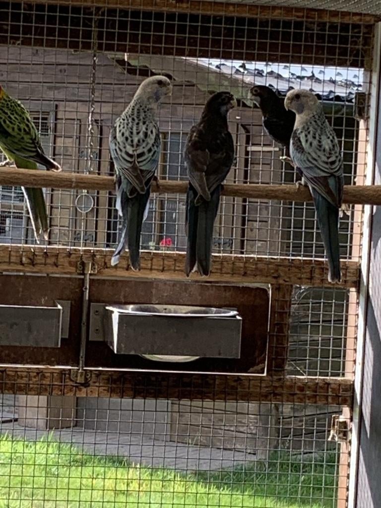 Rosella's, Dieren en Toebehoren, Parkiet, Geringd