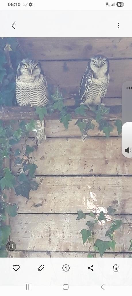 Surnia ulula, Mannelijk, Roofvogel, Geringd