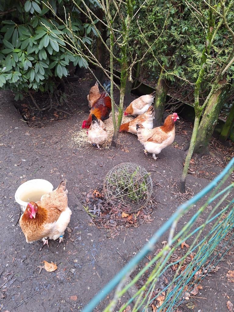 Broedeieren van marans tarwe