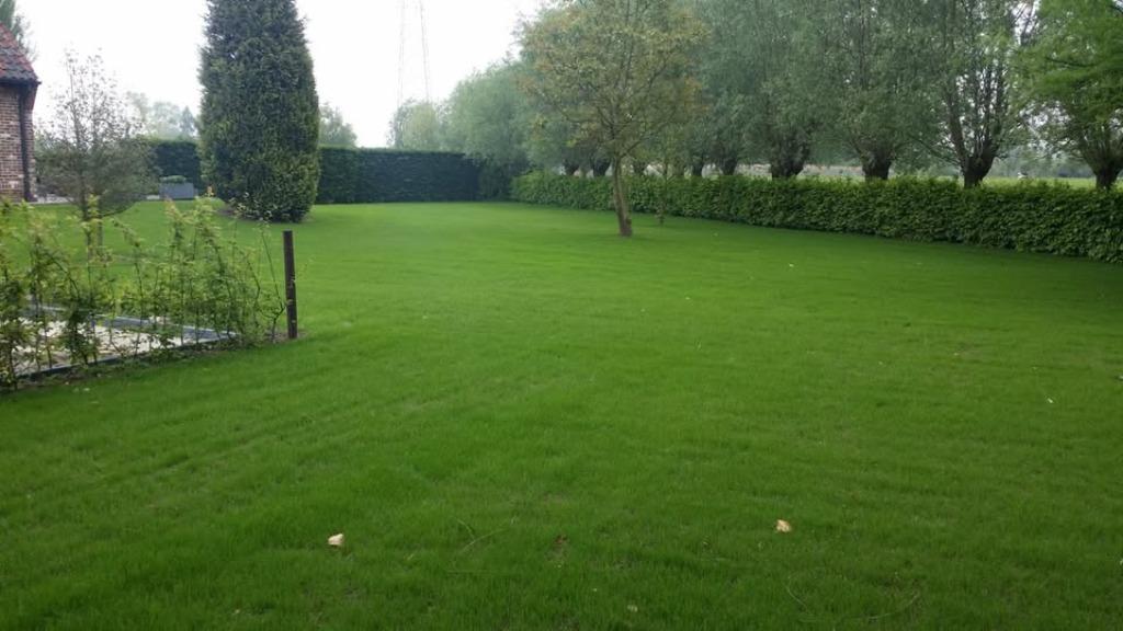 gazon zaaien  + weide onderhoud: klepelmaaien ed., Ophalen, Nieuw, Gras