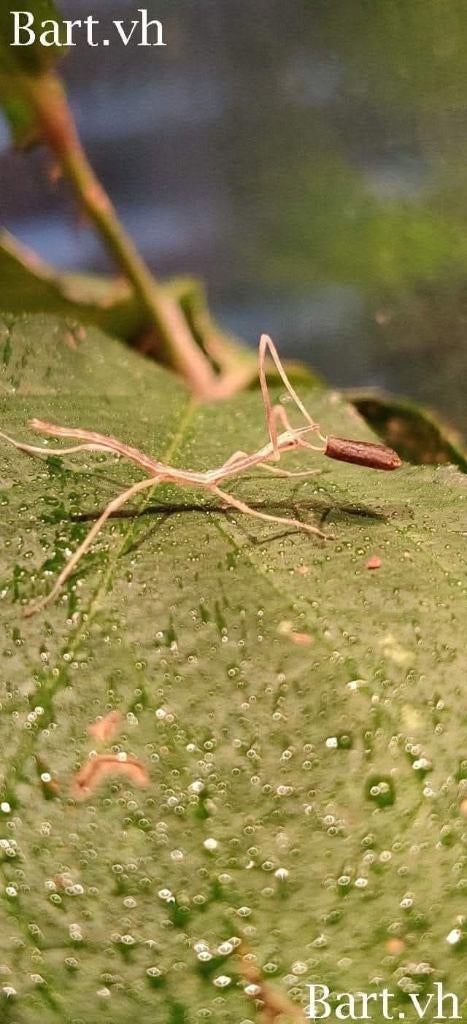 Wandelende takken - Entoria nuda, Dieren en Toebehoren, Insecten en Spinnen, Wandelende tak