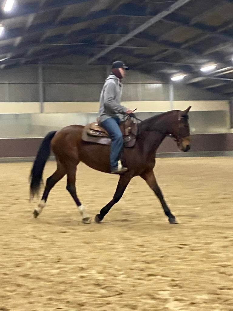 14 jarige merrie, Dieren en Toebehoren, Merrie, Ontwormd