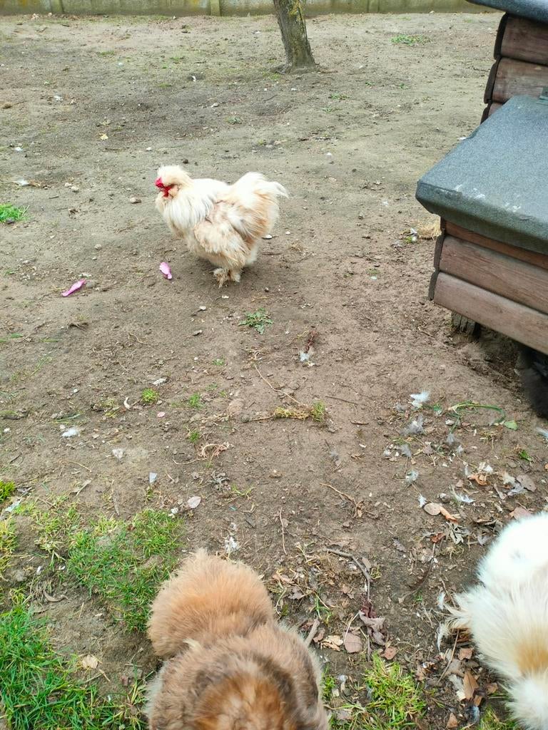 Zijdehoen haan 1 jaar, Dieren en Toebehoren, Pluimvee