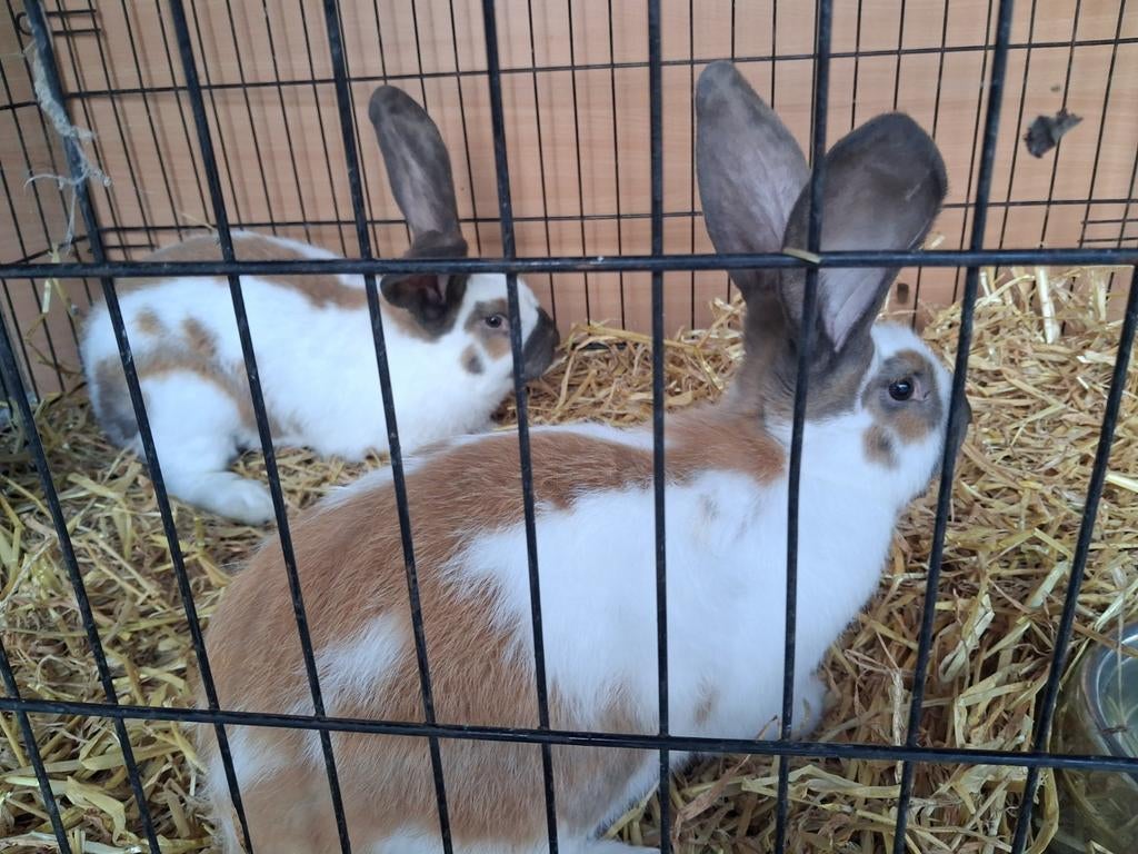 Reuse vlinders, Dieren en Toebehoren, Konijnen