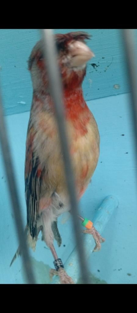 Canaris arlequin multicolore  huppé bagué 2025 à partir de, Mâle, Canari de couleur