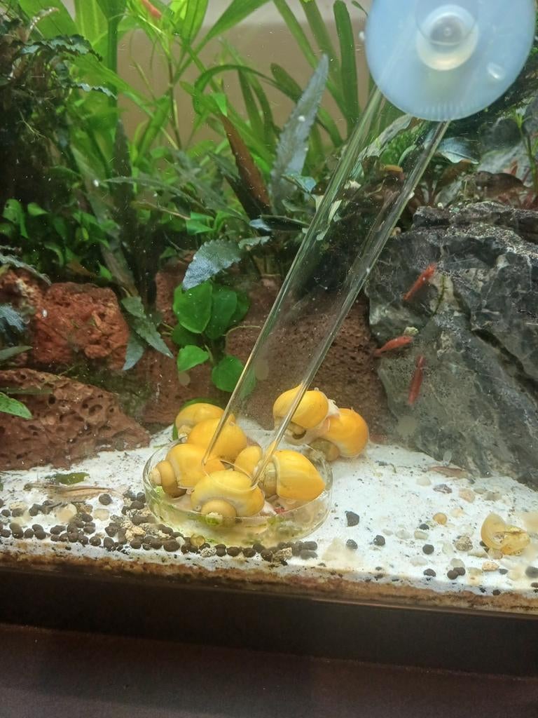 Gele appelslakken 10 stuks, Dieren en Toebehoren, Vissen | Aquariumvissen