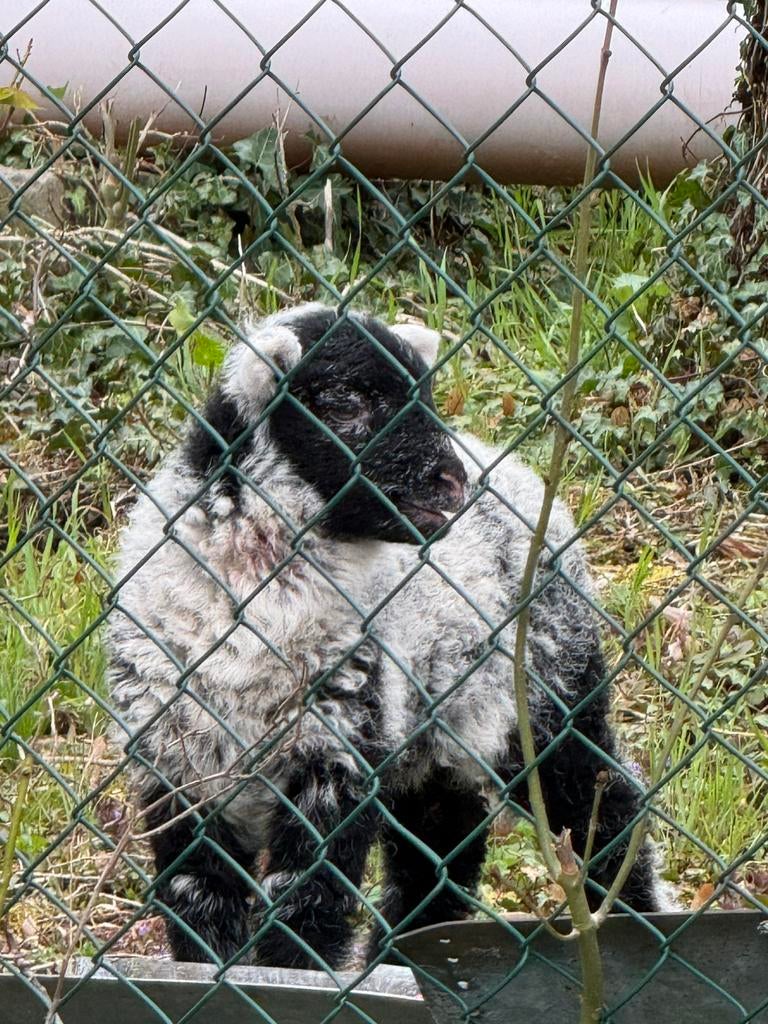 Moutons Herdwick, Enlèvement