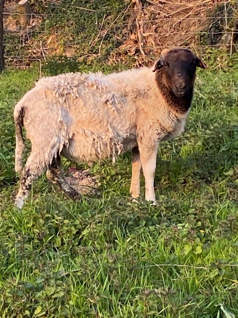 Dorper ram met stamboekpapieren, nu 1,5 jaar oud, Dieren en Toebehoren, Schapen, Geiten en Varkens, Mannelijk, Schaap, 0 tot 2 jaar