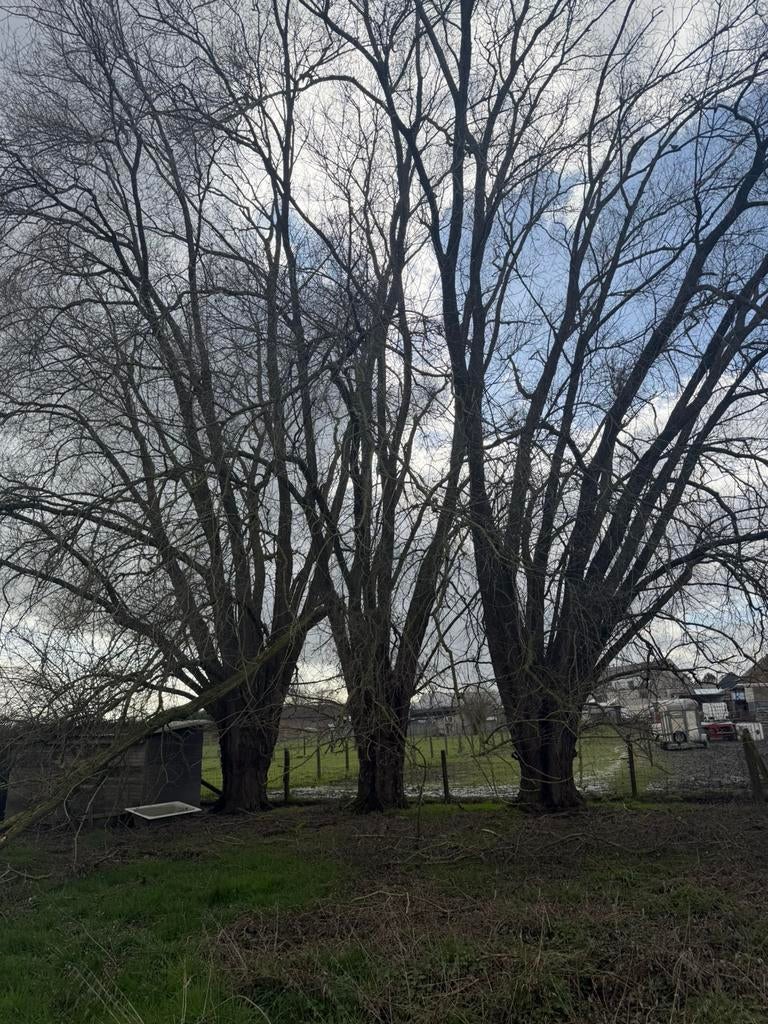 Knotwilgen te knotten voor hout, Ophalen