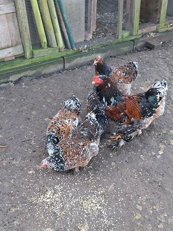 broedeieren van brahma porselein, Dieren en Toebehoren, Pluimvee, Geslacht onbekend, Kip