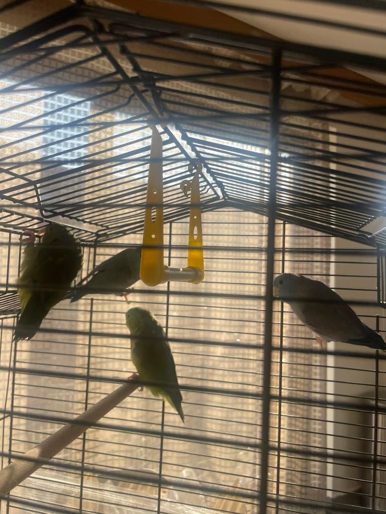 4 Forpussen, Dieren en Toebehoren, Vogels | Parkieten en Papegaaien, Meerdere dieren