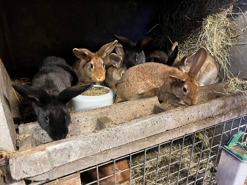Jonge slachtkonijnen, Meerdere dieren, 0 tot 2 jaar
