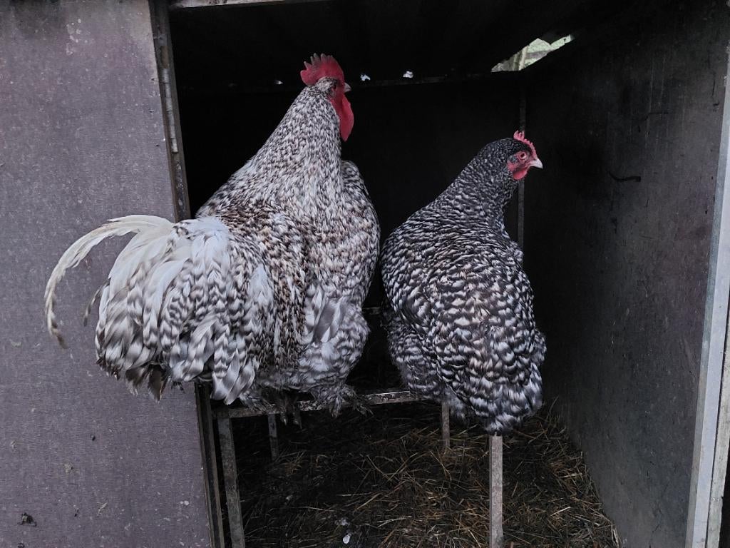 Broedeieren mechelse koekoek en poule de bresse