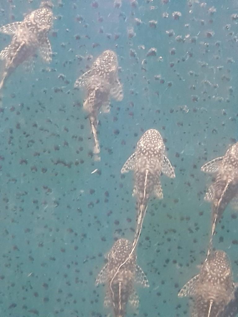 ancistrus, Dieren en Toebehoren, Vis, Zoetwatervis