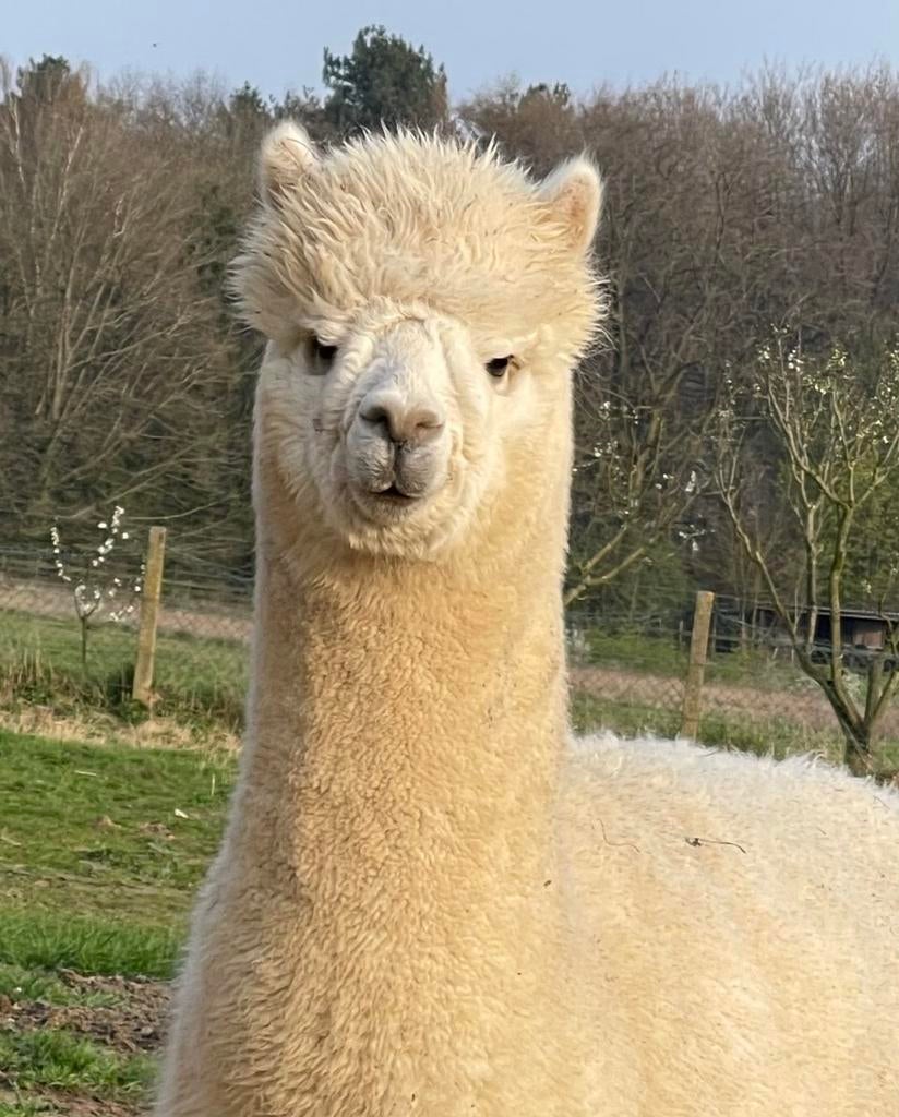 Jonge dekrijpe light fawn alpaca hengst, Dieren en Toebehoren, September, Mannelijk