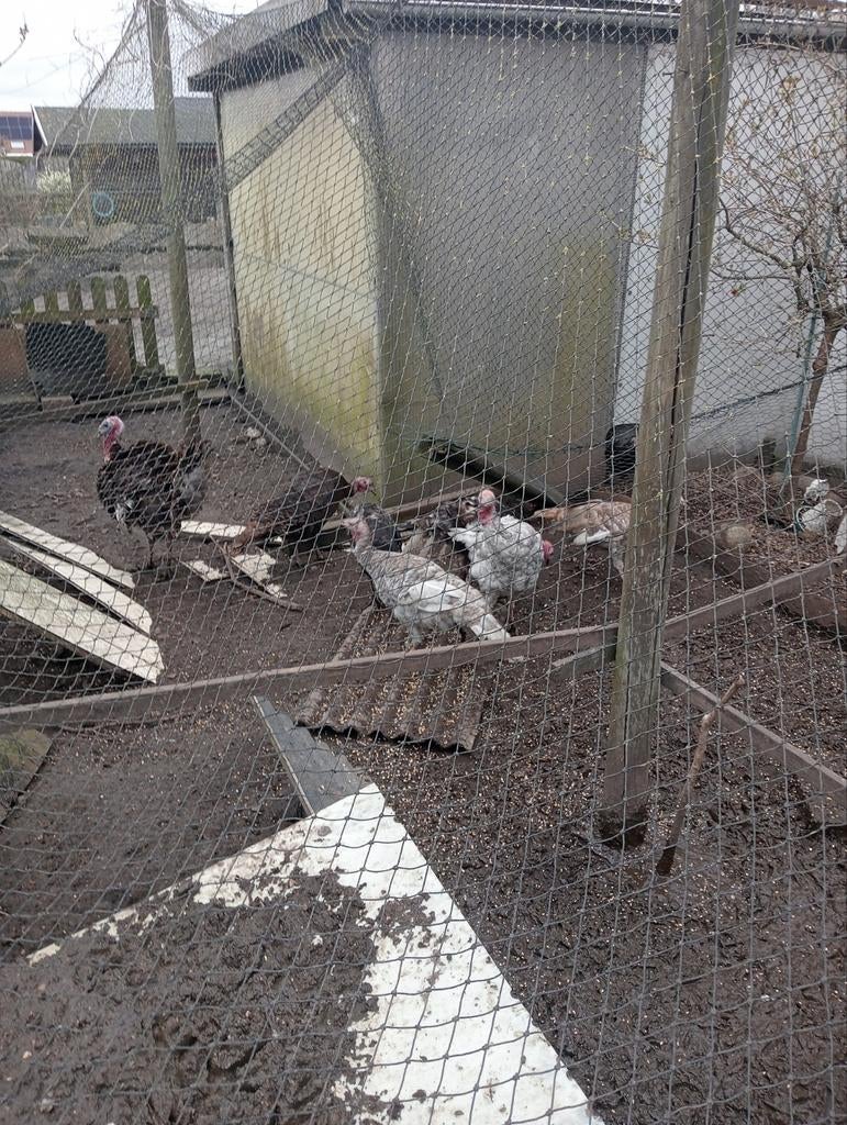 Ronqiere kalkoenen, Dieren en Toebehoren, Pluimvee