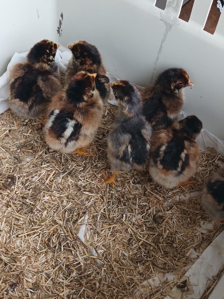 barnevelder kuikens, Sexe inconnu, Poule ou poulet