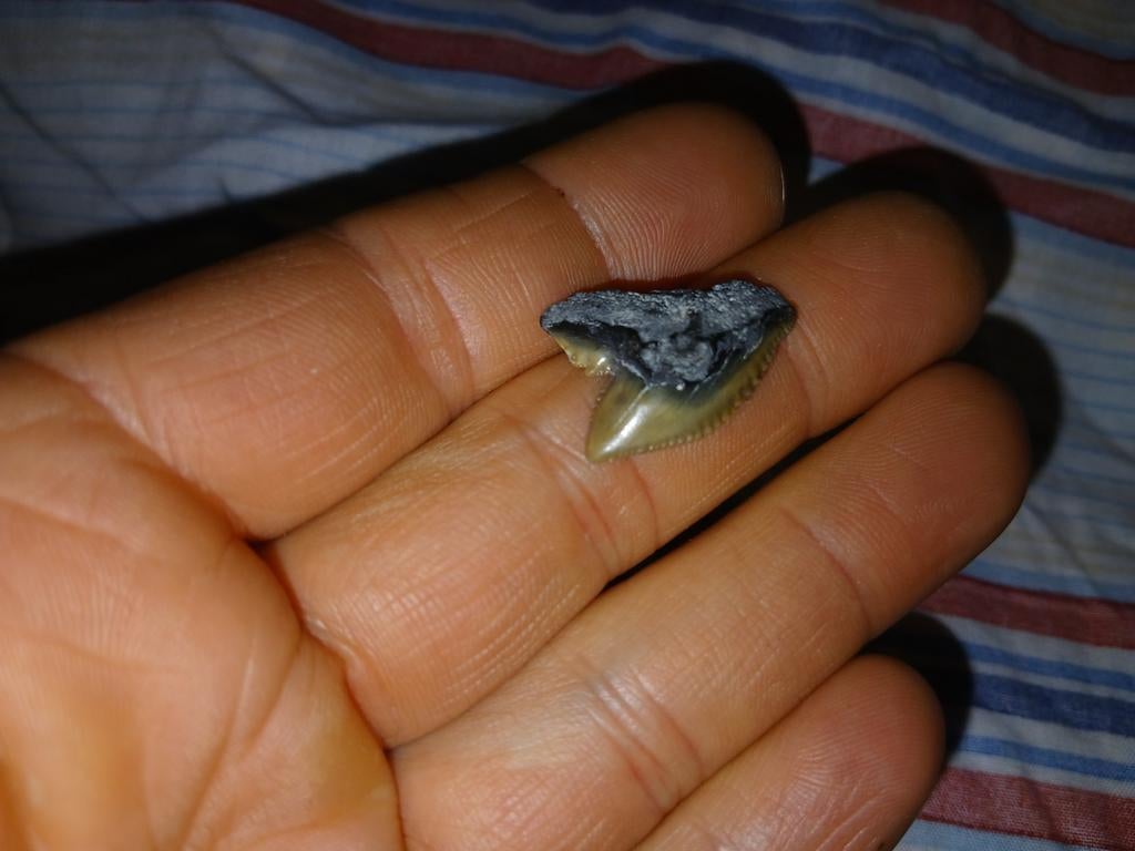 Tijgerhaai haaientand, Ophalen of Verzenden