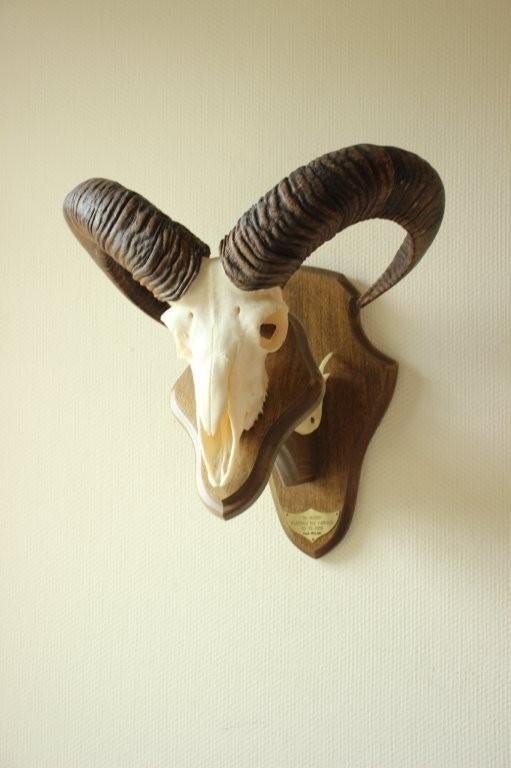 Taxidermie Moeflon gewei / schedel, Ophalen of Verzenden, Schedel
