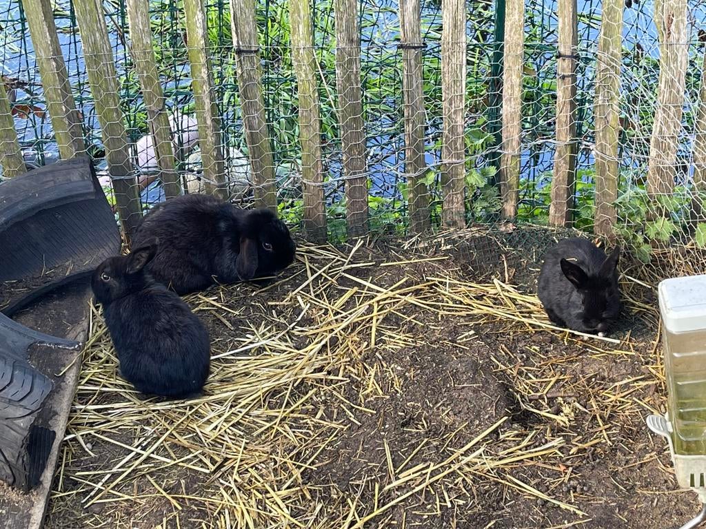 5 zwarte konijntjes, Dieren en Toebehoren, Knaagdieren, Januari, Mannelijk, Overige typen