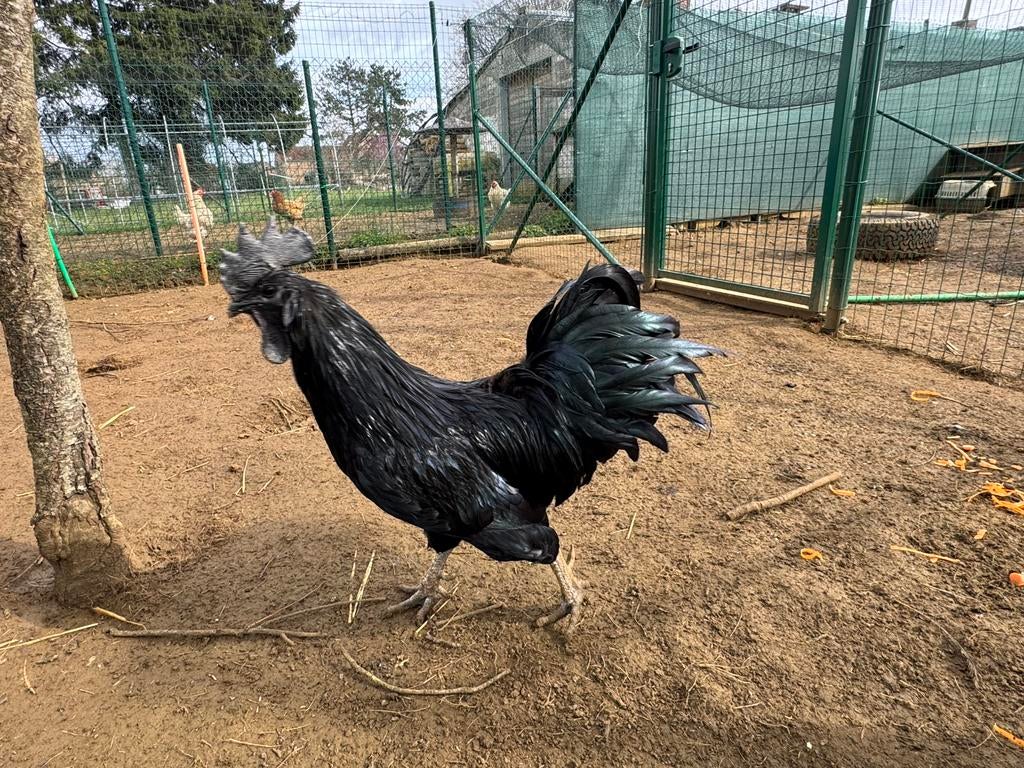 Ayam cemani broed eieren, Dieren en Toebehoren, Pluimvee
