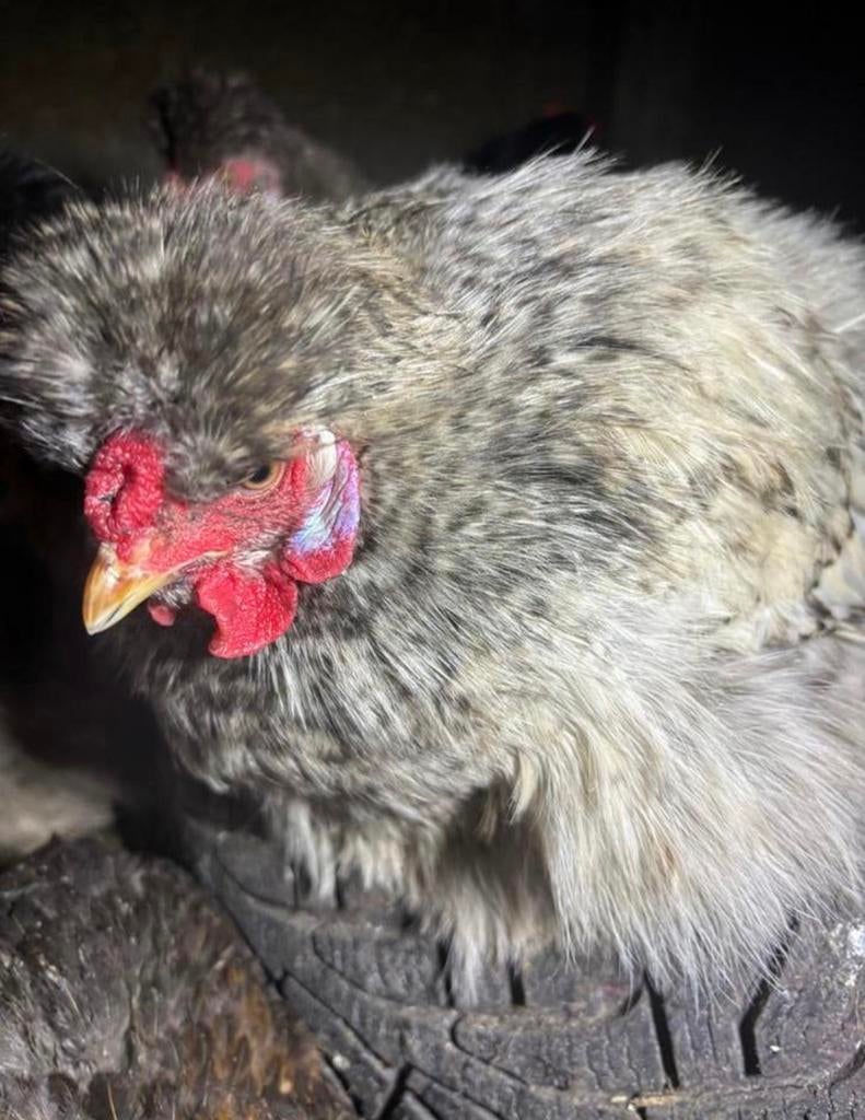 4 Zijdehoender haantjes, Dieren en Toebehoren, Mannelijk, Kip