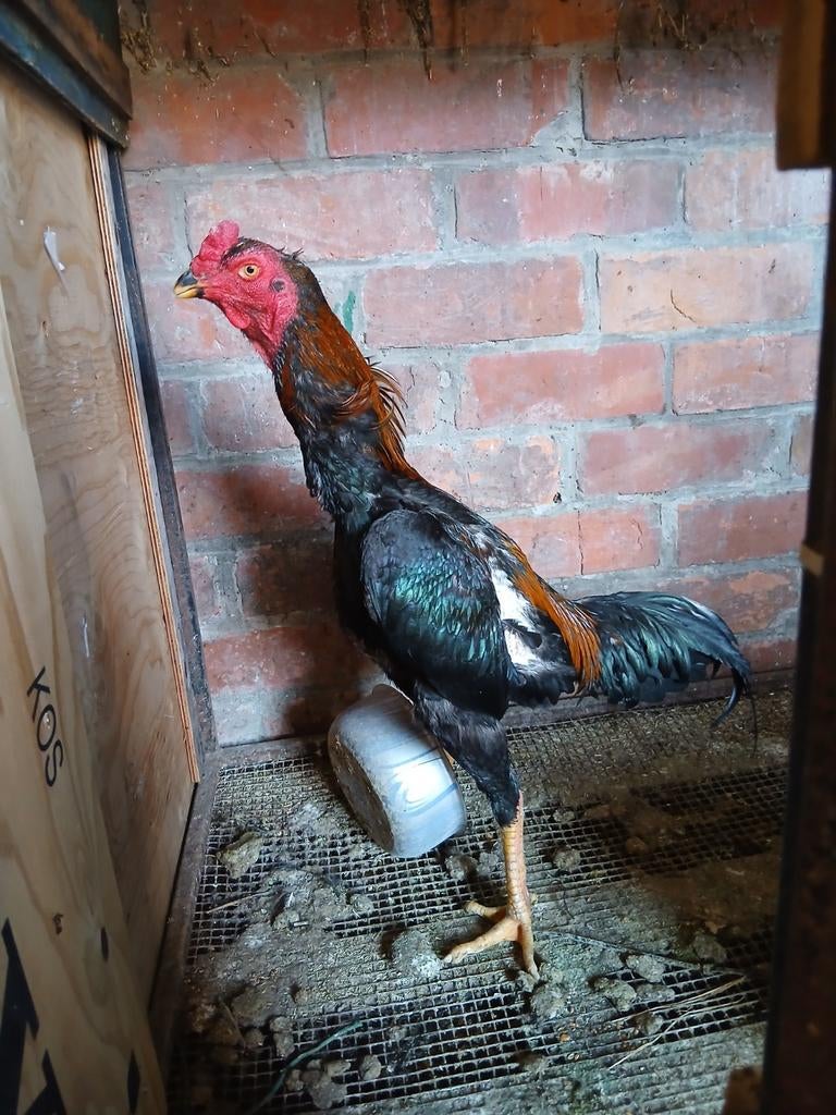 Shamo 2025, Dieren en Toebehoren