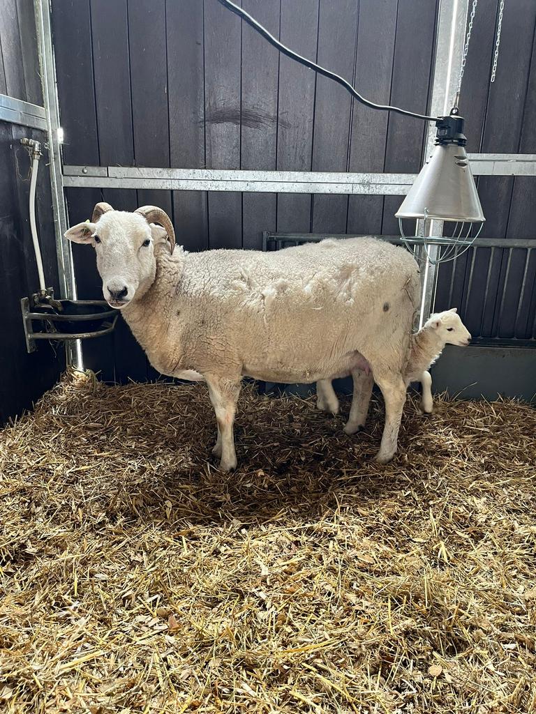 Wiltshire Horn ooi, Femelle, Mouton, 3 à 5 ans