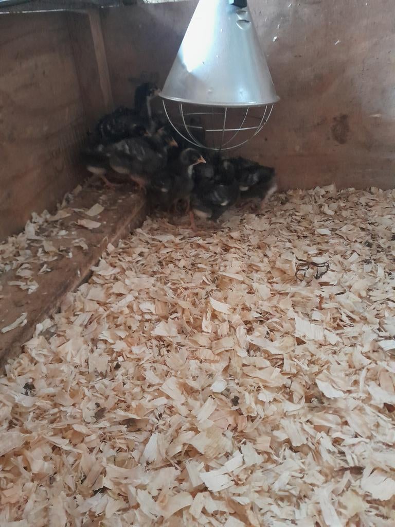 Kuikens mechelse koekoek, Dieren en Toebehoren, Pluimvee, Geslacht onbekend, Kip