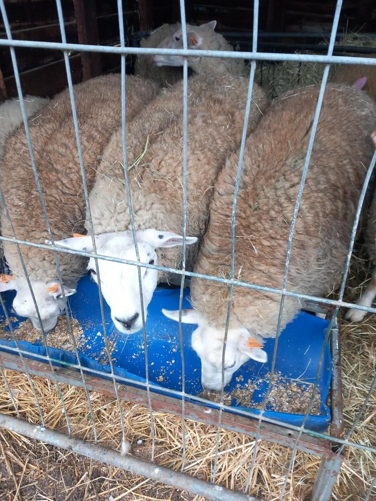 Brebis , agneaux, et femelles pleine, Animaux & Accessoires, Moutons, Chèvres & Cochons