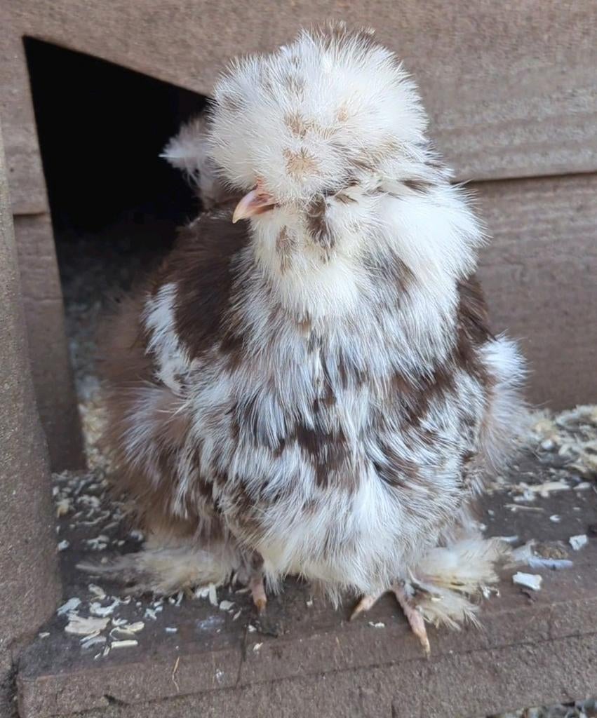 USA zijdehoenders mottled en choco hen zijdehoen kippen, Dieren en Toebehoren, Vrouwelijk, Kip