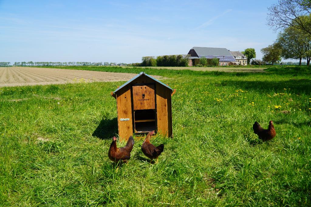 Trespa Kippenhok Cucciolotta Classic L | Grondmodel, Enlèvement ou Envoi, Neuf, Poulailler