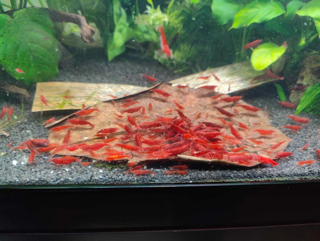 Bloody mary garnalen kwaliteitslijn, Kreeft, Krab of Garnaal, Zoetwatervis, Schoolvis