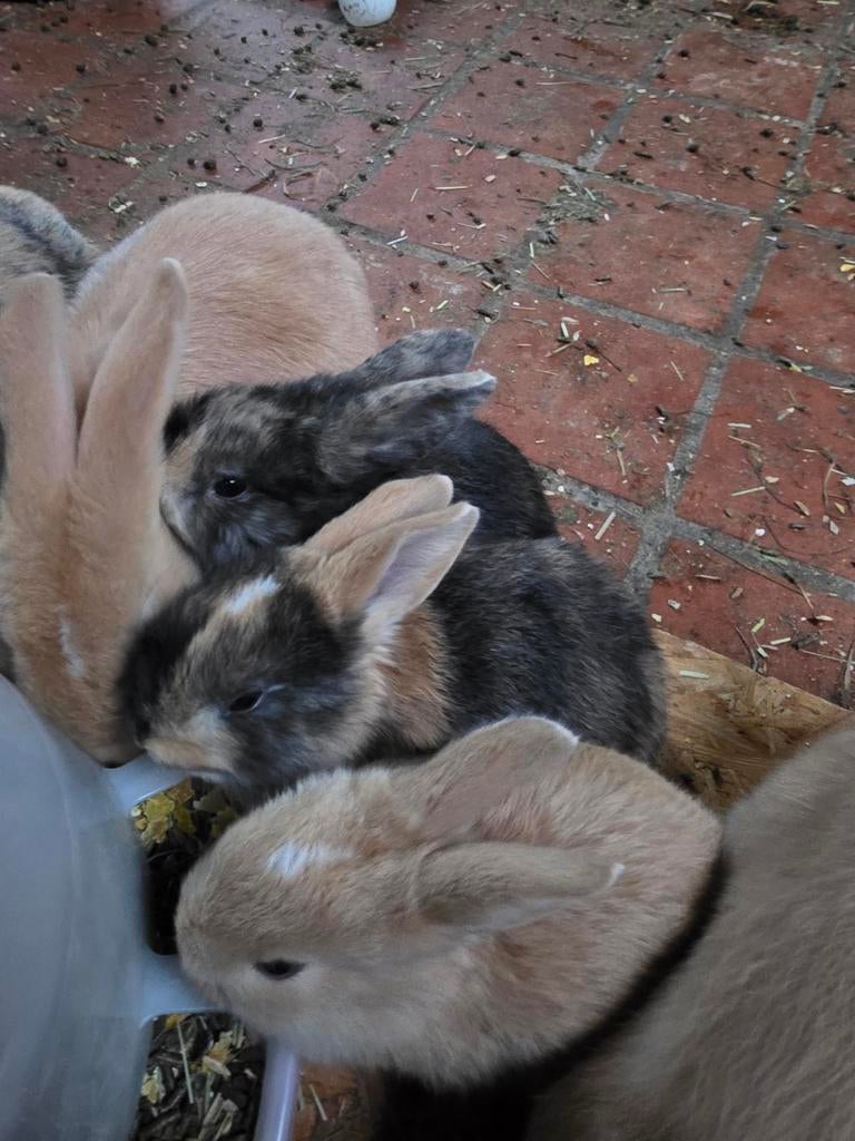 Duitse reuzen, Dieren en Toebehoren, Konijnen