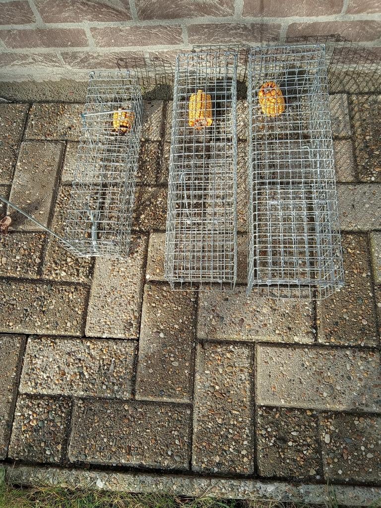 Rattenval, Dieren en Toebehoren, Knaagdieren