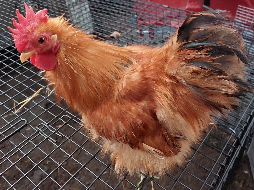 Cochin kriel zijdeveer haan 2025 nog vrij zeldzaam, Dieren en Toebehoren, Pluimvee