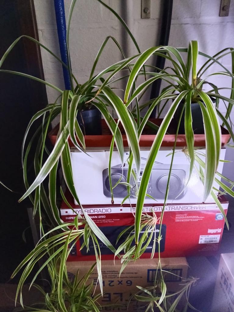 graslelie stekken, Enlèvement, Plante potagère