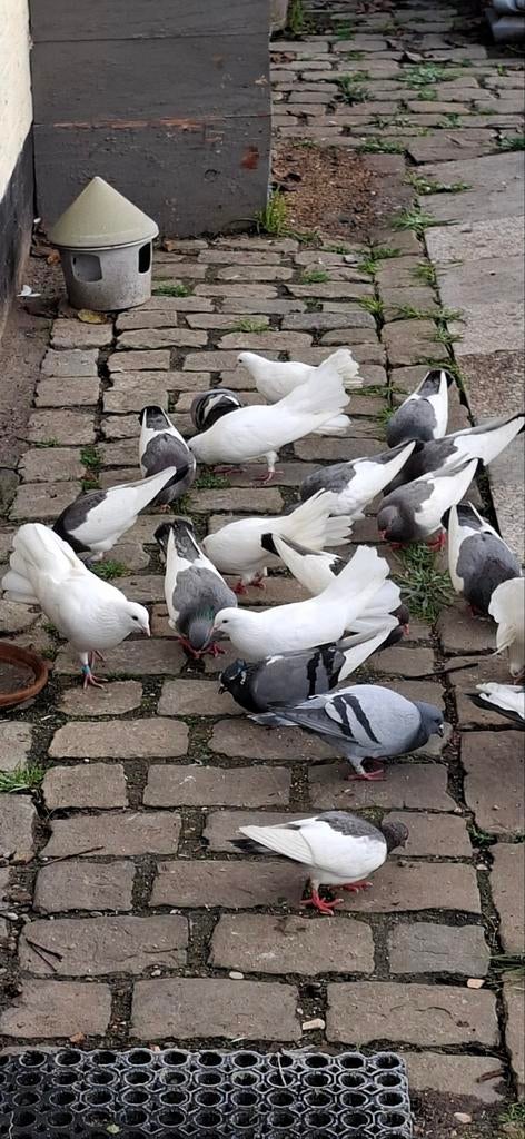 Koppels duiven, Dieren en Toebehoren, Vogels | Duiven