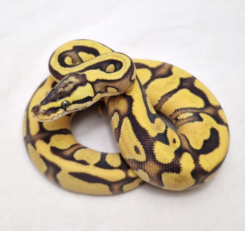 Enchi OD Yb Pastel het Clown koningspython vrouw, Serpent, Domestique, 0 à 2 ans