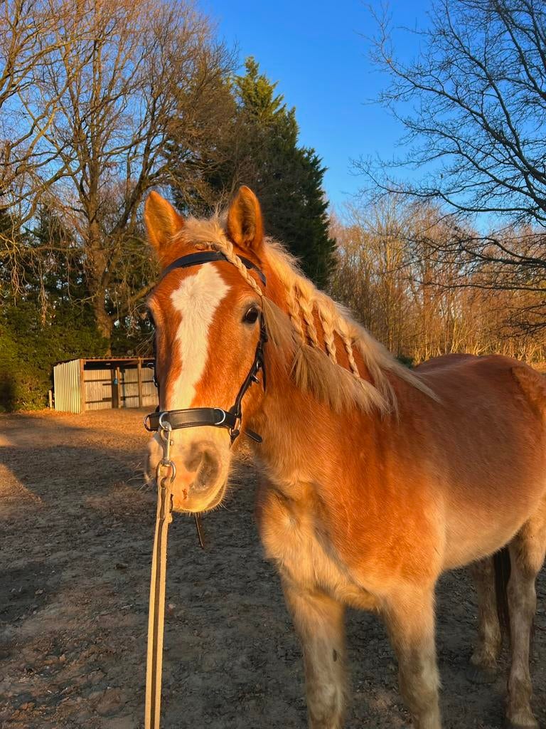 Te koop haflinger ruin, Dieren en Toebehoren, Paarden, Ruin, Niet van toepassing, Minder dan 160 cm, 3 tot 6 jaar, Met stamboom