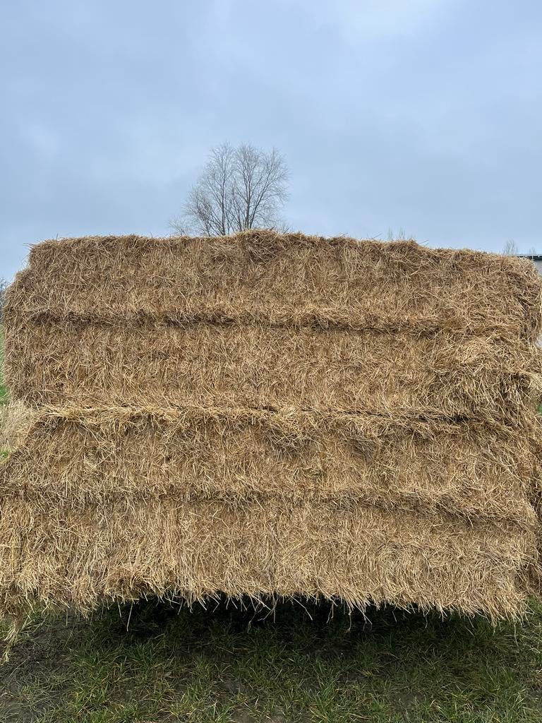 Grote pakken hooi, Zakelijke goederen, Landbouw | Veevoer, Ophalen