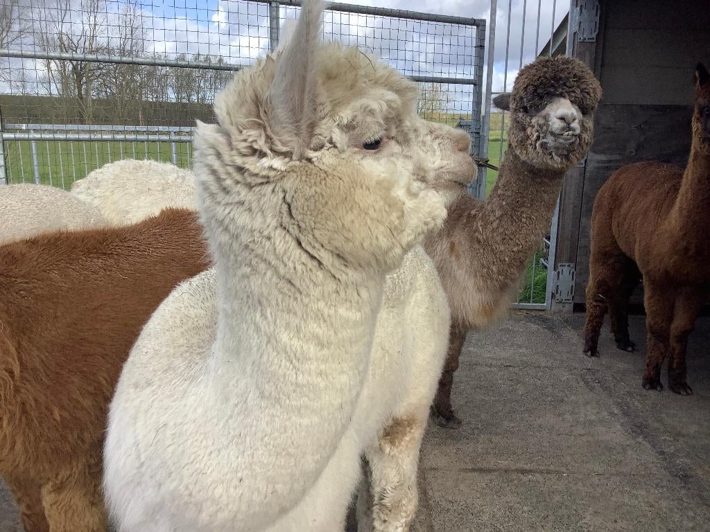 gesocialiseerde jonge alpaca merrie, Dieren en Toebehoren, Schapen, Geiten en Varkens, Vrouwelijk, 0 tot 2 jaar