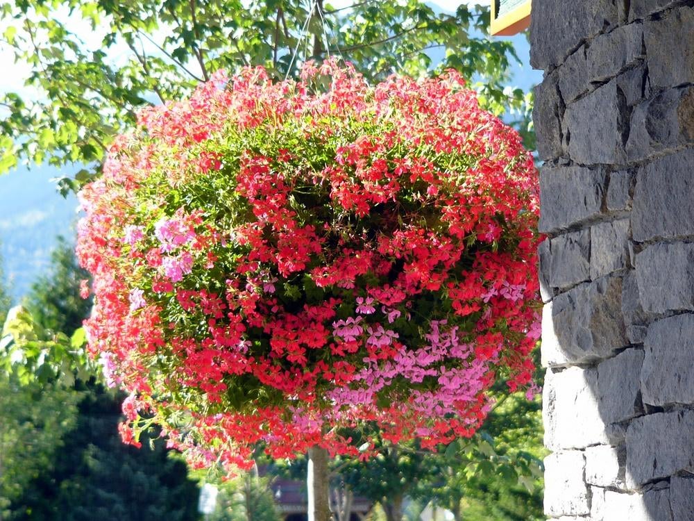 8 x hanging basket met draad en ketting , nog nooit gebruikt, Ophalen