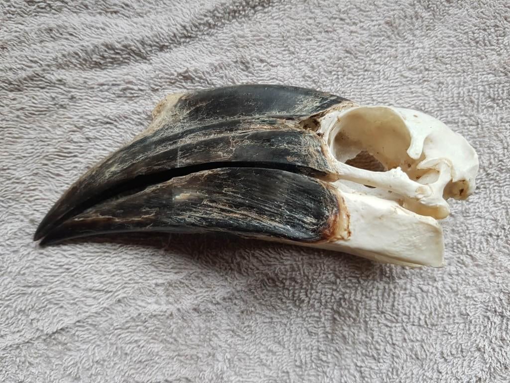 schedel neushoornvogel, Ophalen of Verzenden, Gebruikt, Vogel, Schedel