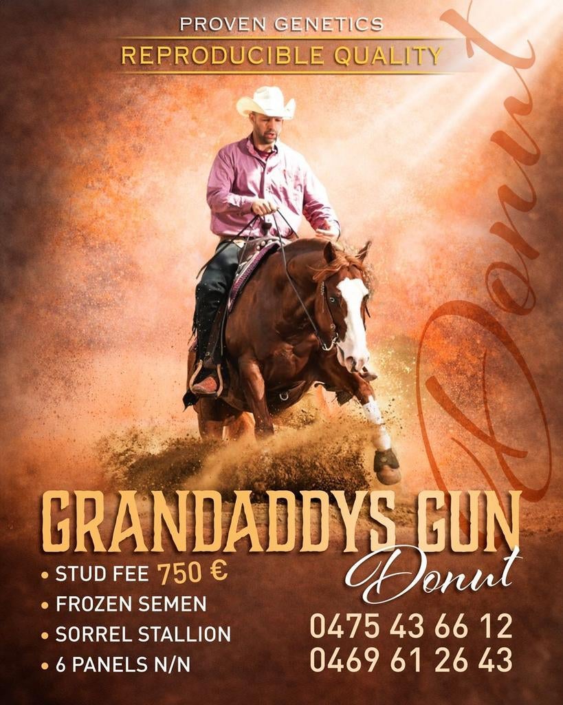 Grandaddys gun, Animaux & Accessoires, Chevaux