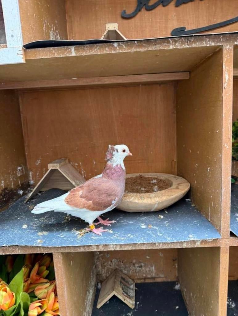 2 kapucijn en 1 zwart wit duif