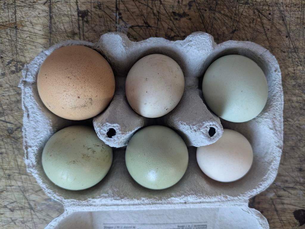 Œufs frais (élevés en plein air), Enlèvement
