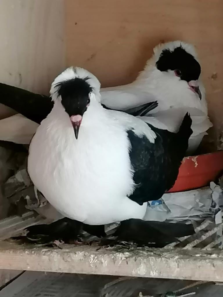 Neurenberg duiven, Dieren en Toebehoren